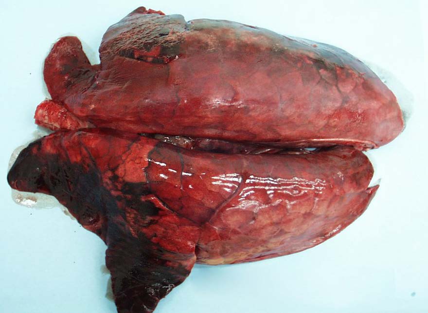 Courtesy: Prof. Stevenson