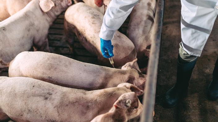 PRRS causes substantial financial losses